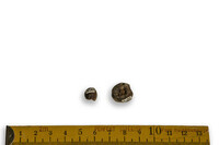 F 02182
<br/>
<br/>
<em></em>